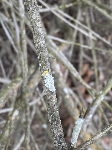 iNaturalist observation photo of Fungi Including Lichens