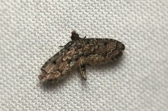 Sufetula