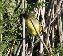 Pseudocolopteryx flaviventris