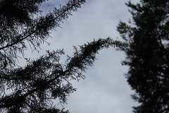 Lagarostrobos franklinii