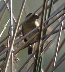 Sporophila caerulescens