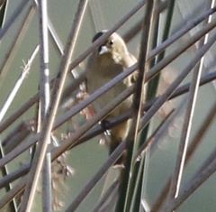 Sporophila caerulescens