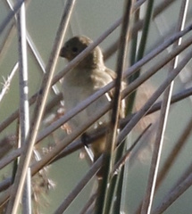 Sporophila caerulescens