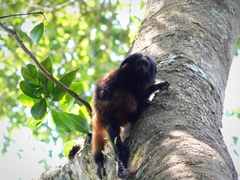 Leontopithecus chrysopygus