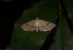 Addaea subtessellata