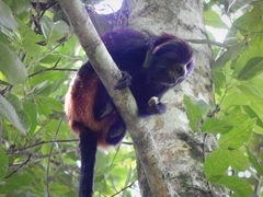 Leontopithecus chrysopygus