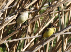 Pseudocolopteryx flaviventris