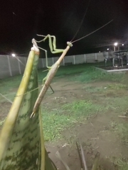 Coptopteryx gayi