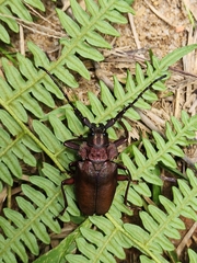 Pyrodes nitidus