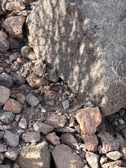 Perognathinae