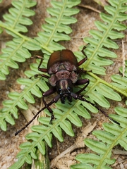 Pyrodes nitidus