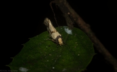 Coesyra hemiphragma