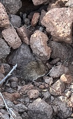 Perognathinae