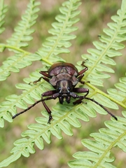 Pyrodes nitidus
