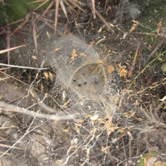 Aglaoctenus lagotis