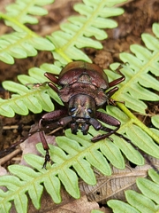 Pyrodes nitidus