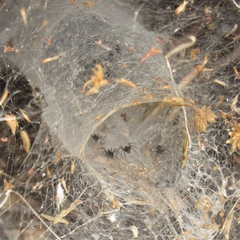 Aglaoctenus lagotis