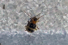Diabrotica hartjei