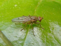 Scathophaga