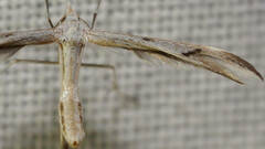 Platyptilia celidotus