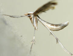Platyptilia celidotus
