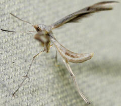 Platyptilia celidotus