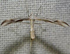 Platyptilia celidotus