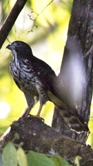 Harpagus bidentatus