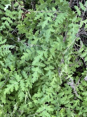 Hydrophylloideae