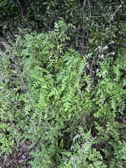 Hydrophylloideae