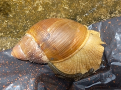 Megalobulimus