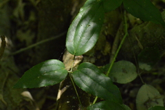 Clematis bonariensis
