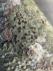 Rinodina
