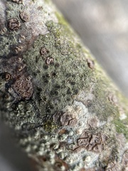 Rinodina