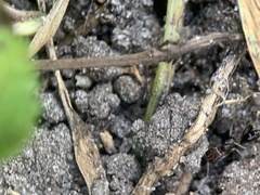 Odontomachus ruginodis