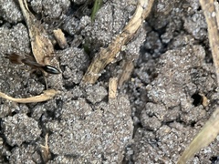 Odontomachus ruginodis