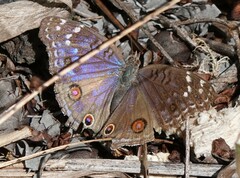 Junonia rhadama