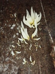 Mucronella fusiformis