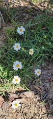 Melampodium cinereum