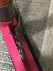 Notomabuya frenata