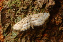 Parapoynx badiusalis
