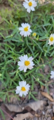 Melampodium cinereum