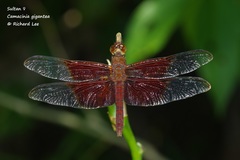 Camacinia gigantea