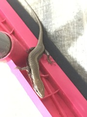Notomabuya frenata