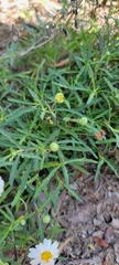 Melampodium cinereum