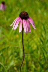 Echinacea simulata