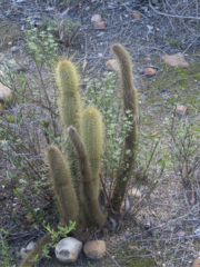 Bergerocactus emoryi