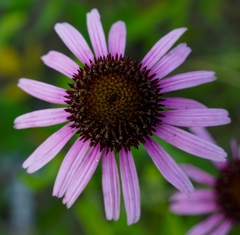 Echinacea simulata