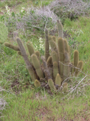 Bergerocactus emoryi