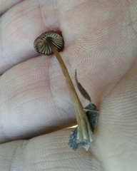 Nolanea